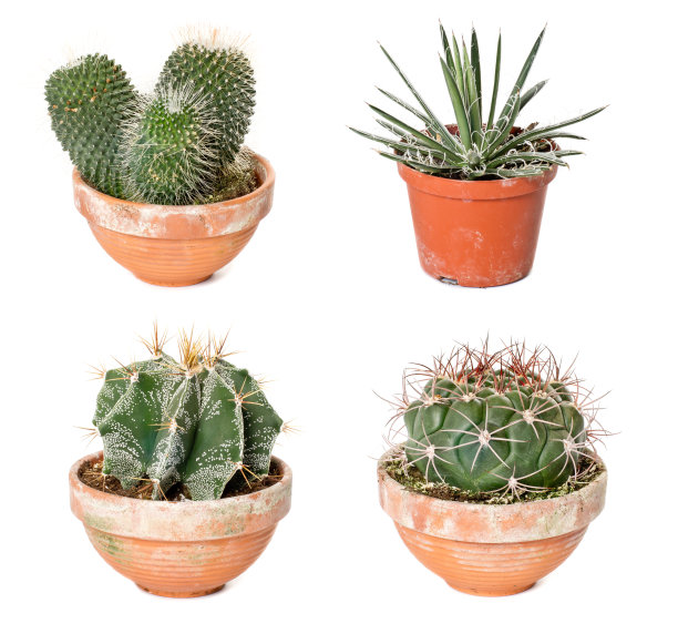 花盆里有不同的仙人掌和龙舌兰图片下载