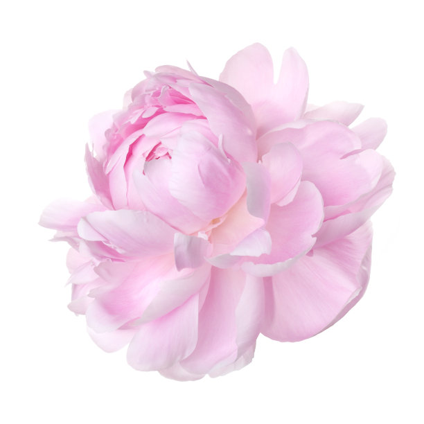 粉红牡丹孤立在白色背景上图片下载