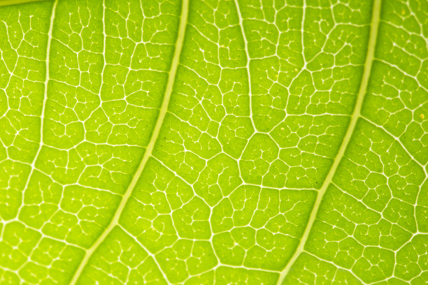 叶结构图片下载