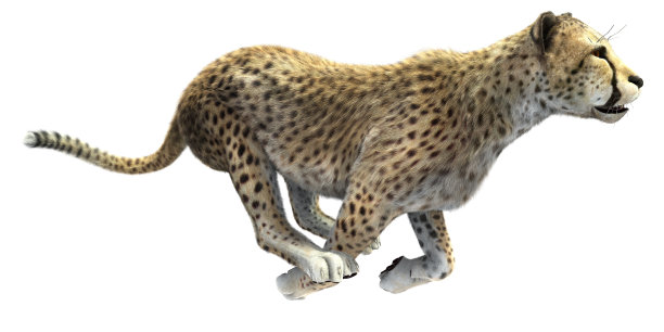 猎豹孤立运行图片下载