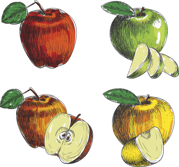 一套手绘苹果。复古素描风格的插图。有机图片下载