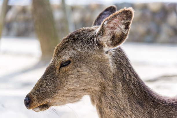 近距离观看神圣的鹿在宫岛，日本图片下载