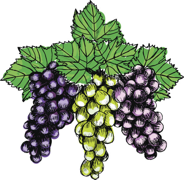 葡萄串素描风格矢量插图。老雕刻模仿图片下载