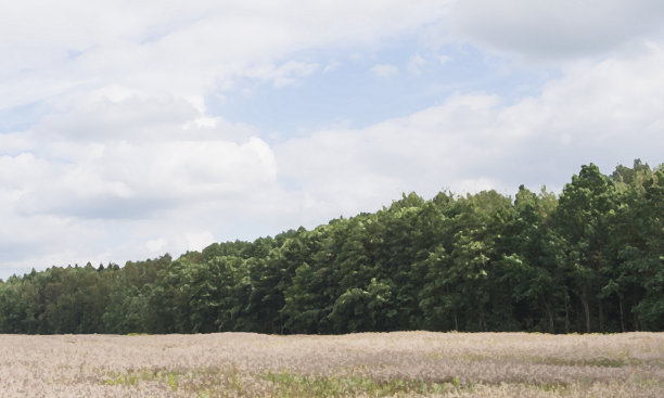 森林的边缘与多云的天空，插图图片下载