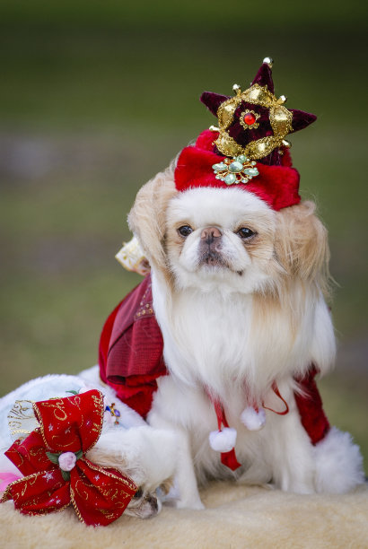 日本下巴狗在圣诞节化装服装图片下载