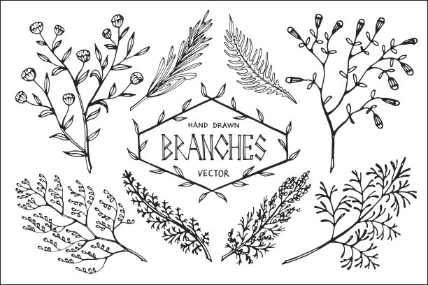 手绘矢量分支。图片下载