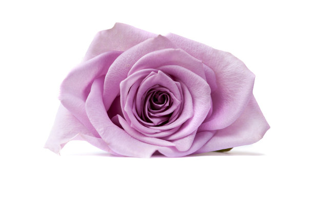 孤立在白色上的粉红色玫瑰图片下载