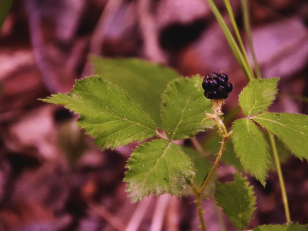 大自然中的黑莓图片下载