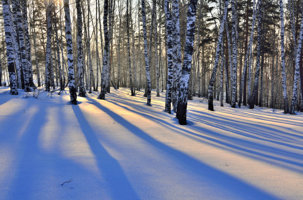 冬天的日落在白桦林。图片下载