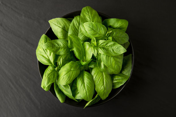 新鲜，多汁，芳香的绿色罗勒草图片下载