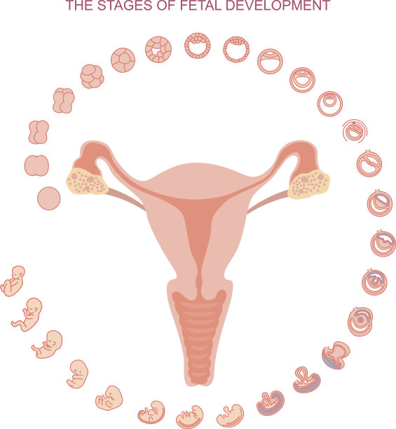 子宫和胎儿发育的矢量图。图片下载