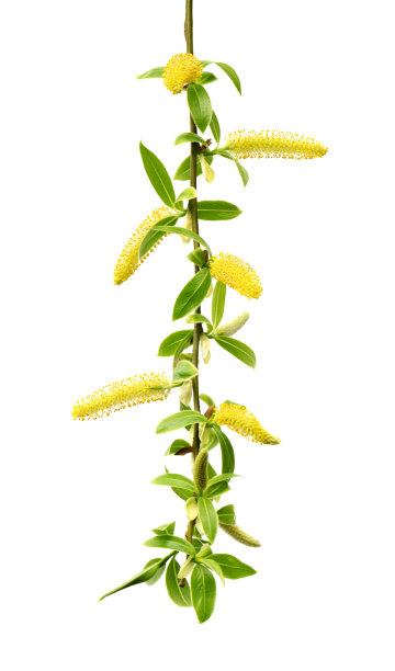 春天的柳树嫩枝，嫩绿的叶子和黄色的柳絮图片下载