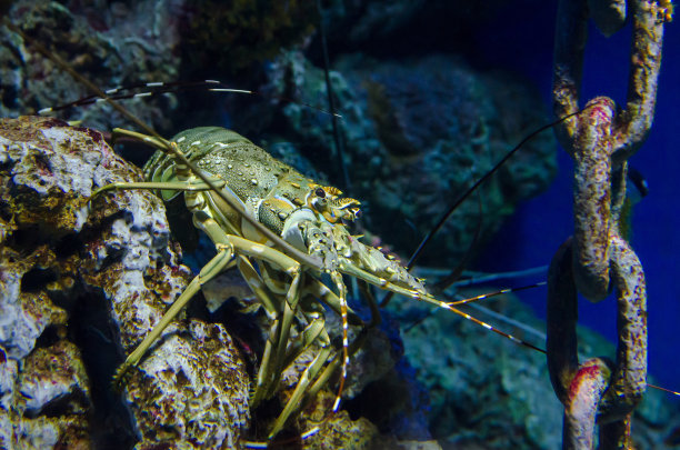 水族馆里的龙虾图片下载