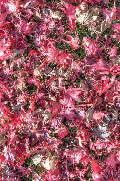 红色的日本枫叶在阳光下落在地上图片下载