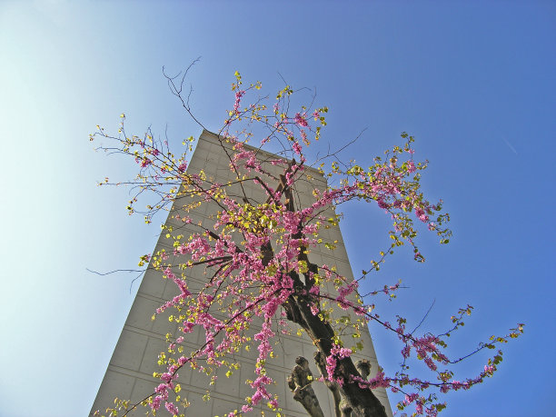 城市和树在花图片下载