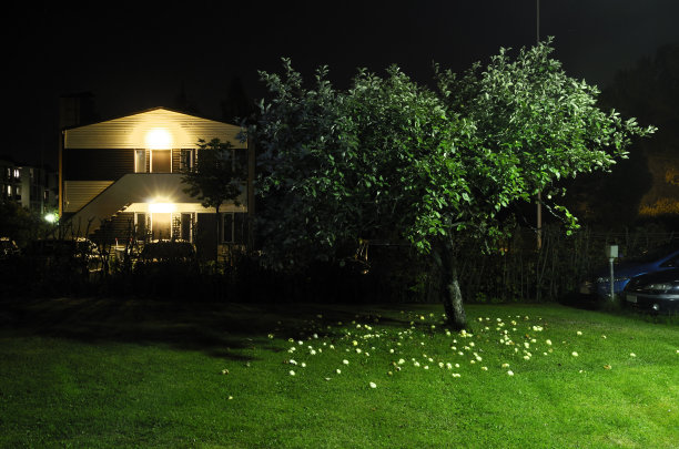 晚上院子里的苹果树图片下载