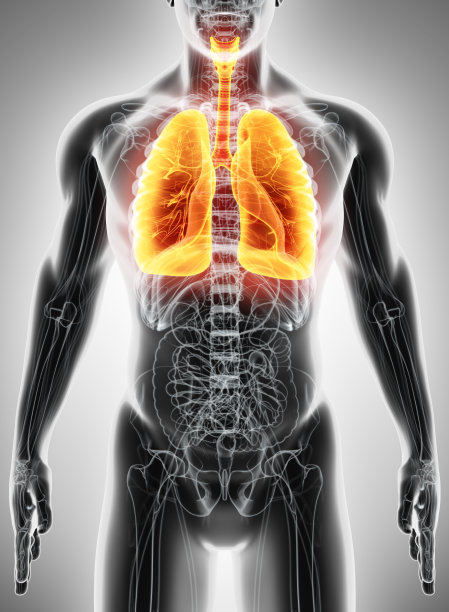 肺的3D插图，医学概念。图片下载