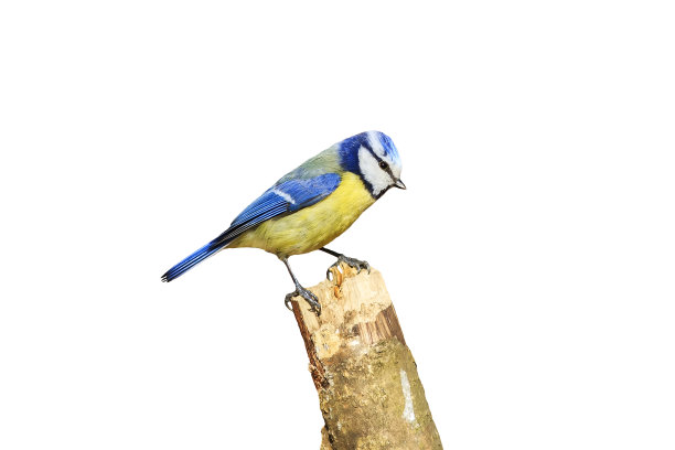 黄色胸脯的蓝色山雀栖息在树枝上图片下载