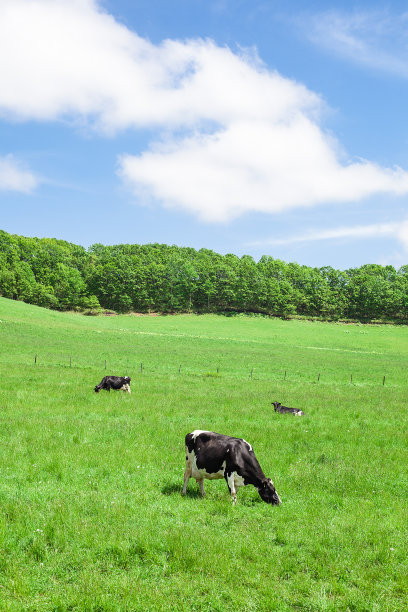 奶牛图片下载