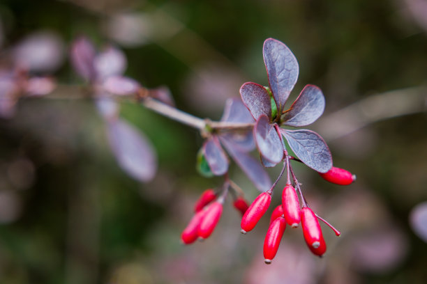 亮红色的小檗属浆果，落叶和常绿灌木。图片下载