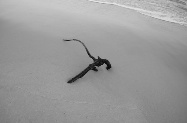 沙滩上的浮木图片下载