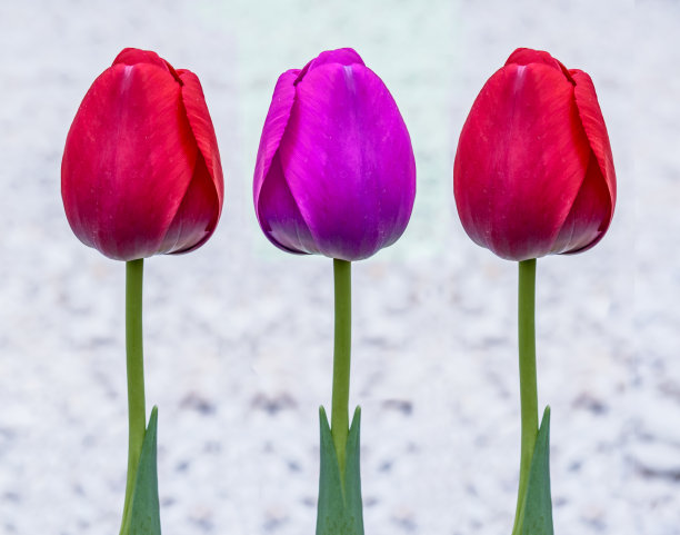 花园里五颜六色的郁金香花图片下载