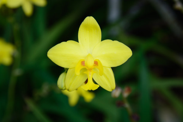 斯帕托格洛蒂斯图片下载