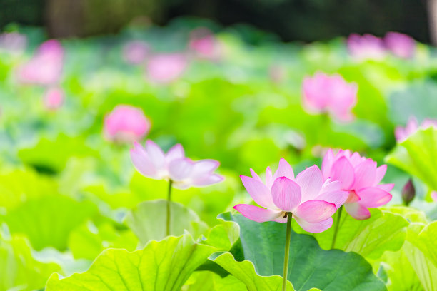 这是莲花。素材图片