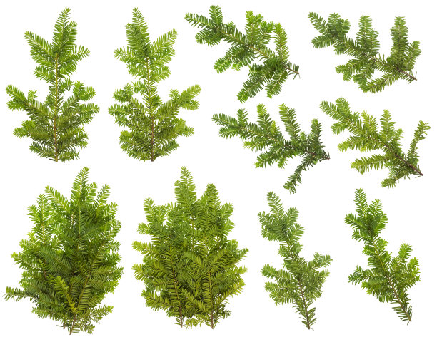 一棵常绿的针叶松树的树枝。孤立的拼贴从几个正面和背面的照片为圣诞节装饰图片下载