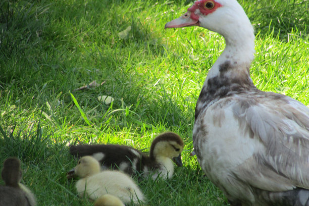 鸭子和小鸡图片下载