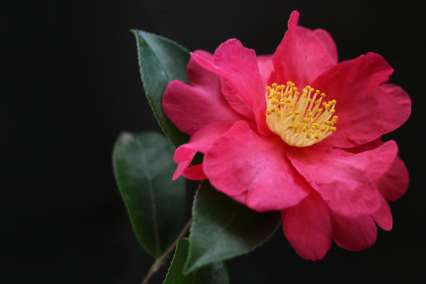 近距离观赏日本山茶花图片下载