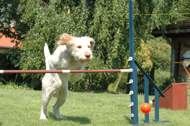 狗跳# 2图片下载