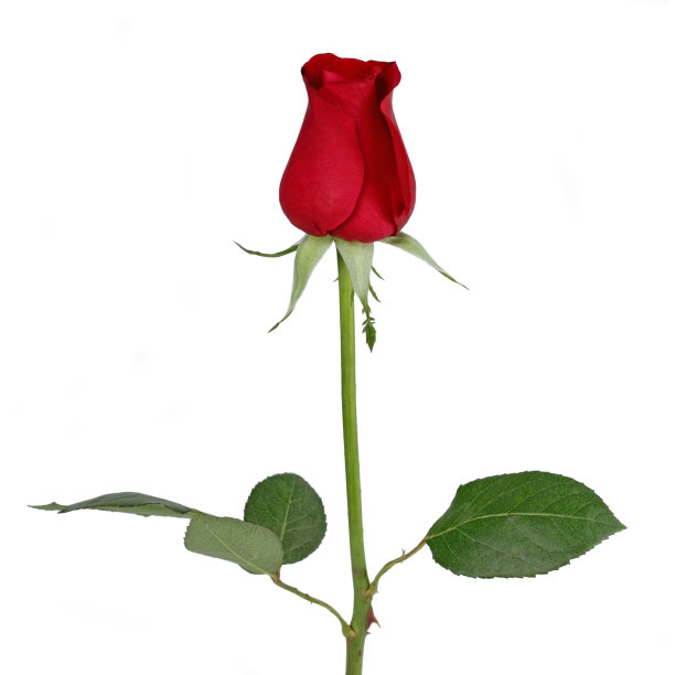 红玫瑰图片下载