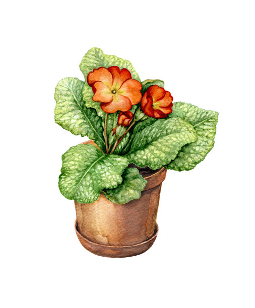 红报春花陶土花盆。图片下载