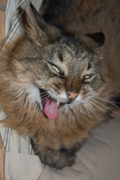 灾难性的图片下载