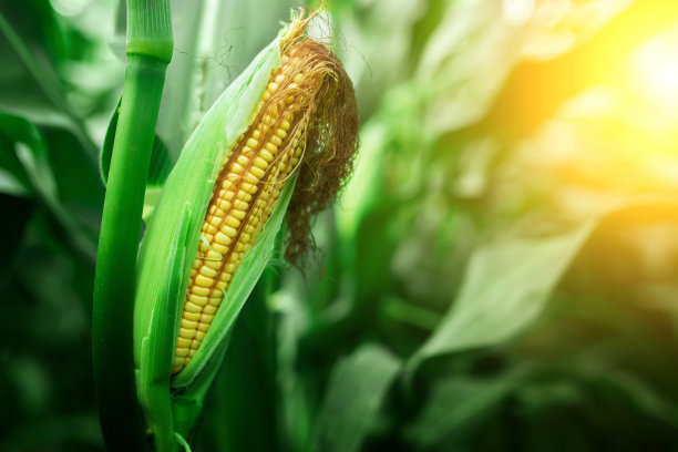 日落时分，绿色田野上新鲜成熟的玉米棒子图片下载
