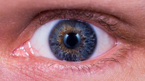 蓝色和棕色蝴蝶花图片下载