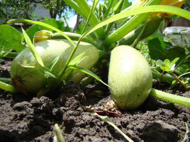 西葫芦图片下载