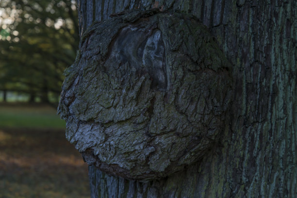 鲍姆克雷布斯图片下载