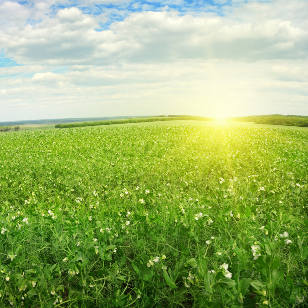 美丽的日出在豌豆田图片下载