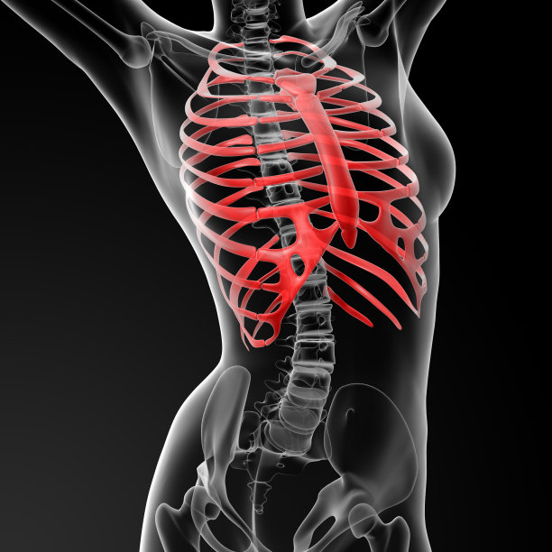 胸腔的3d渲染图图片下载