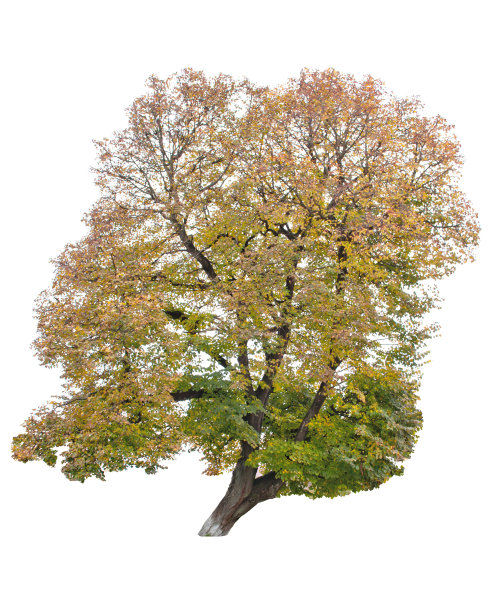 秋天的树图片下载