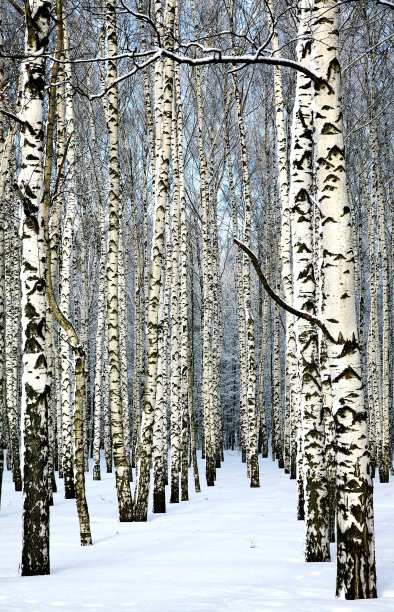 阳光明媚的日子里，白桦树的树干被白雪覆盖图片下载