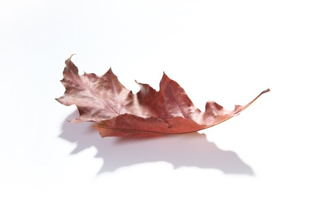 秋天橡树叶子图片下载