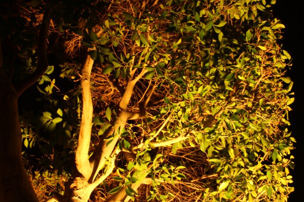 这棵树的夜晚照片图片下载