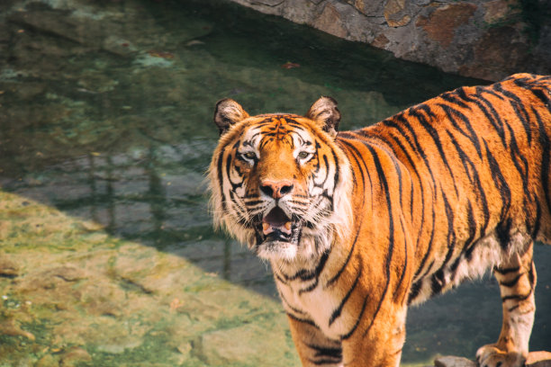 动物园里的孟加拉虎图片下载