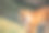 动物园里的孟加拉虎图片下载