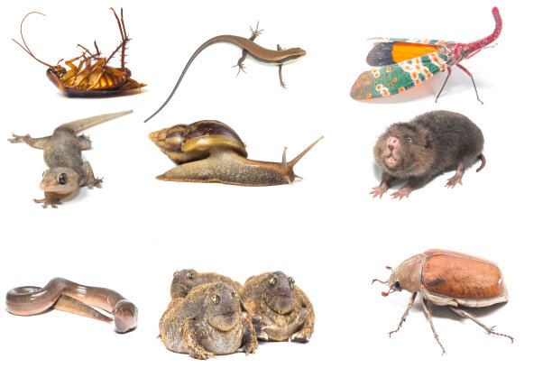 收集的动物图片下载