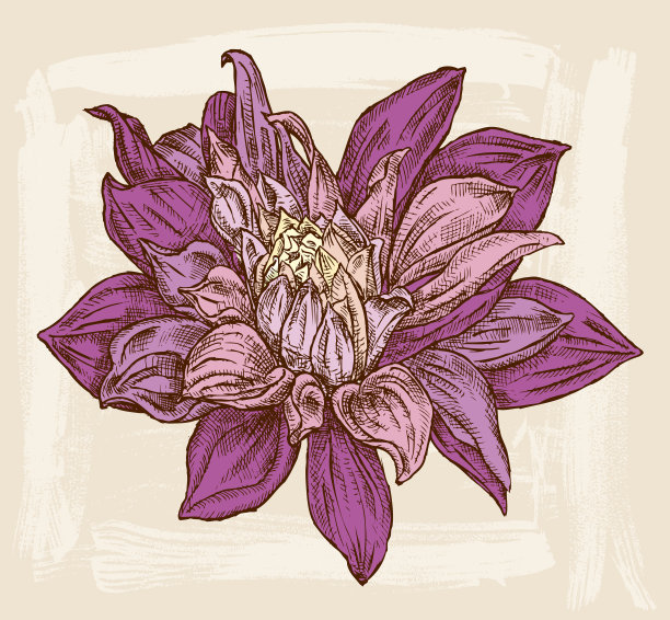 装饰性的菊花图片下载