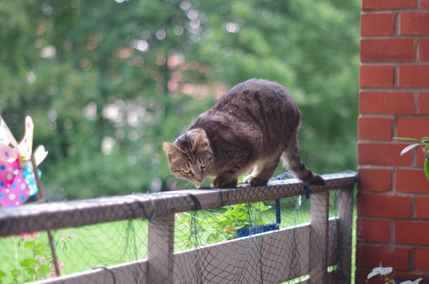 猫在栏杆上图片下载